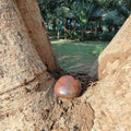 Red Jasper (Tumble)