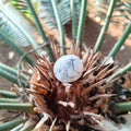 Howlite (Tumble)