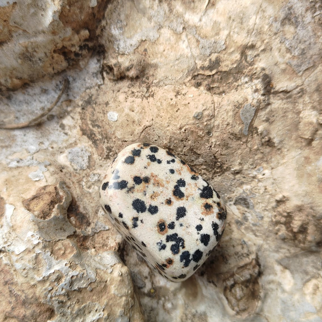 Dalmatian Jasper (Tumble)